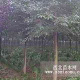 移植樸樹價(jià)格，截桿樸樹價(jià)格