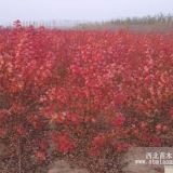 南京紅楓價(jià)格，紅楓基地，美國紅楓價(jià)格