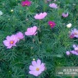 波斯菊|波斯菊價(jià)格|波斯菊基地