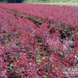 泰安紅葉小波青州紫葉小檗|河北定州紫葉小檗|河南鄢陵紅葉小檗