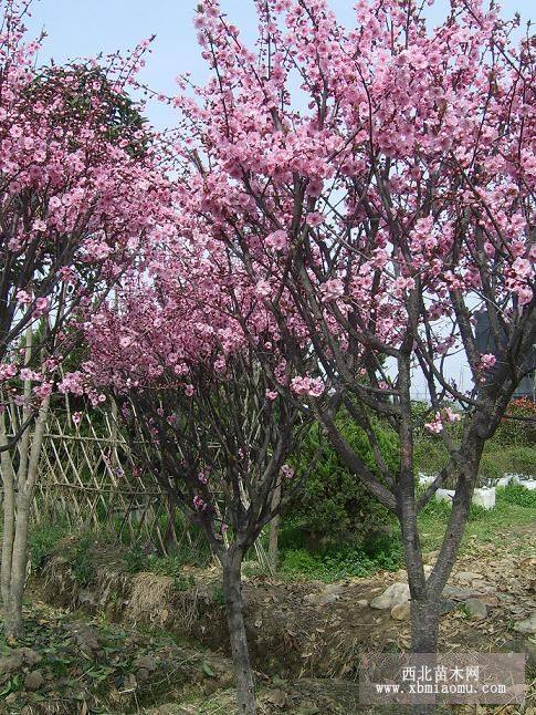 梅花櫻花桂花