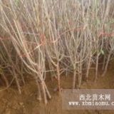 櫻桃種植技術(shù)