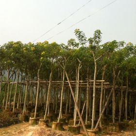 黄花槐 黄槐 漳州黄花槐 福建黄花槐 重庆黄花槐 江西黄花槐