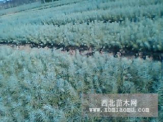 中国雪松 雪松种子价格 南京雪松