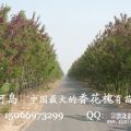 香花槐樹苗，規(guī)格齊全、低價出售