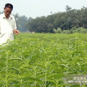 桃樹苗銷售，銷售桃苗