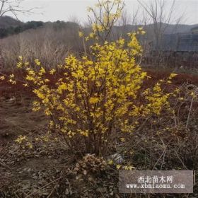 遼寧東北連翹．開原東北連翹.東北連翹批發(fā)．東北連翹小苗