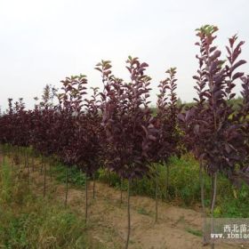 遼寧紫葉稠李．開原紫葉稠李價格．東北紫葉稠李小苗