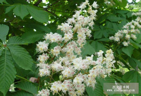 白花七葉樹(shù)