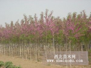 红花槐，香花槐，江南槐