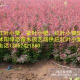 紅葉小檗，紅葉小檗價格，江蘇紅葉小檗，供應(yīng)紅葉小檗