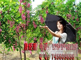 香花槐根 香花槐種根