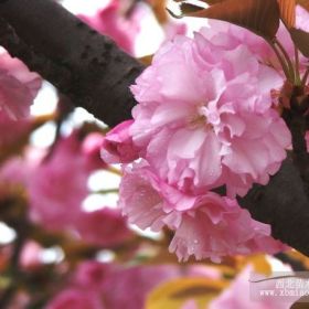 樱花，日本樱花