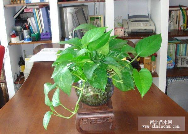 年桔花木出售室內(nèi)植物出租