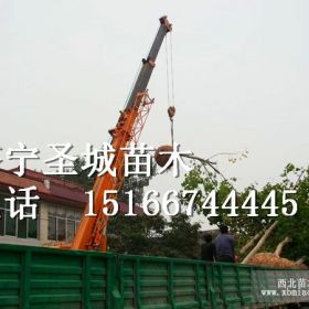 法桐10公分價格，濟寧法桐價格