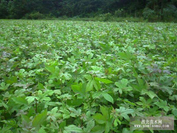 枫香树（湖北）价格