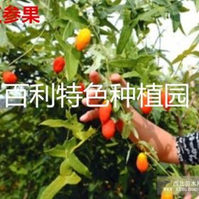 百利紅參果種植基地直銷(xiāo)種苗