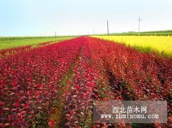 唐山財勝苗圃基地