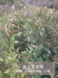 小苗培育基地 朴树小苗价格 桂花小苗 女贞小苗供应