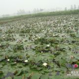 睡莲价格睡莲产地睡莲图片睡莲种植方法睡莲种植技术