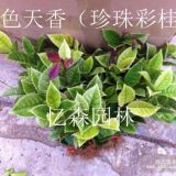 湖南珍珠彩桂-長(zhǎng)沙珍珠彩桂-跳馬珍珠彩桂-柏加珍珠彩桂