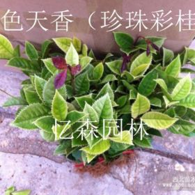 湖南珍珠彩桂-長沙珍珠彩桂-跳馬珍珠彩桂-柏加珍珠彩桂