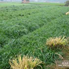 黑麦草草坪，黑麦草草皮