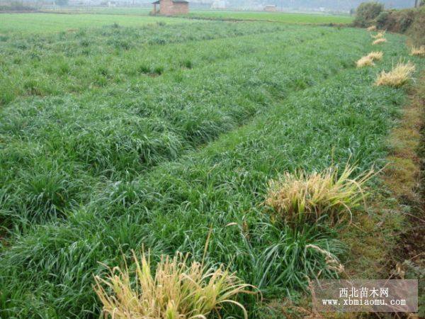 黑麥草草坪，黑麥草草皮