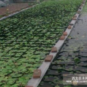 水生植物種苗水生植物種苗價(jià)格水生花卉種苗水生花卉哪里好