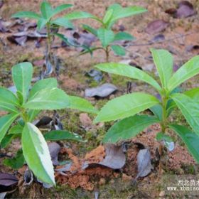 棱角山矾小苗