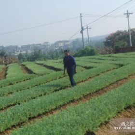 云南雪松小苗价格