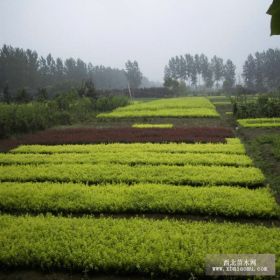 金叶女贞苗,金叶女贞小苗，金叶女贞床苗