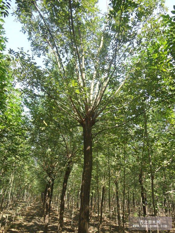 國槐樹價格