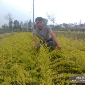 遼寧金葉水臘．東北金葉水臘小苗．開原金葉水臘基地