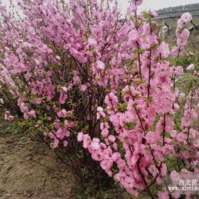 辽宁重瓣榆叶梅．东北榆叶梅小苗．开原重瓣榆叶梅基地