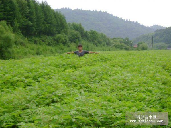 湖北川黄柏