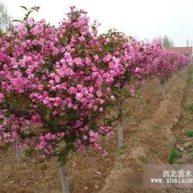 北京垂丝海棠价格.河北垂丝海棠价格.大连垂丝海棠价格