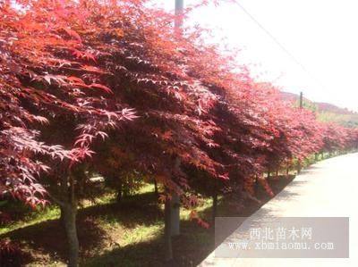 红枫，樱花，垂柳