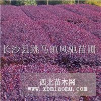 湖南红花继木基地优质供应红花继木小苗