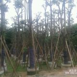 百錦花木場(chǎng)提供20公分盆架子地苗袋苗10000多棵