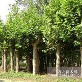 14公分法桐，法桐種植視頻，法桐種植技術(shù)