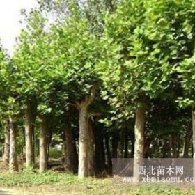 14公分法桐，法桐種植視頻，法桐種植技術(shù)