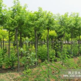 山東冠縣國槐,白蠟,法桐,北欒,速生楊