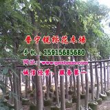 普寧桃花心木10公分地苗，袋苗價(jià)格本場(chǎng)合理數(shù)量大樹形漂亮