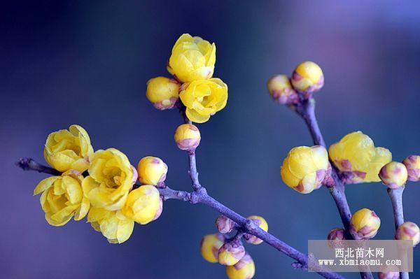 臘梅花的藥用價值|臘梅的藥用價值_苗木品種大全_西北苗木網