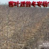 雪枣树苗、山东雪枣树苗价格