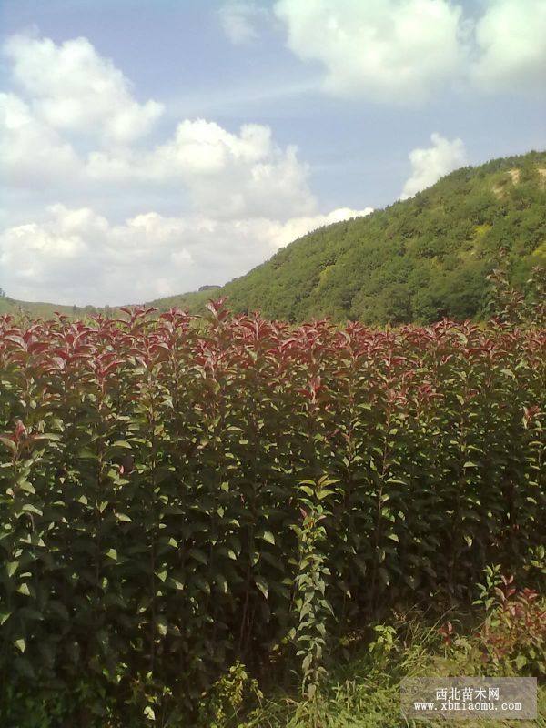 皇家雨點(diǎn)海棠王族海棠紫葉稠李