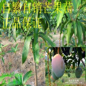 優(yōu)良嫁接苗 芒果苗 金煌芒 臺農(nóng)一號