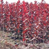 吉林紫葉稠李基地|黑龍江王族海棠批發(fā)|哈爾濱紅葉李