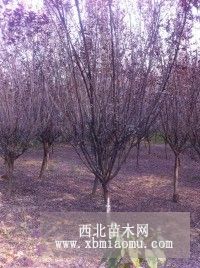 供應(yīng)紅/紫葉李，紫薇，廣玉蘭，欒樹，烏桕，合歡價(jià)格圖片